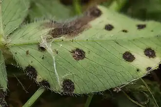 Klaverschijnbekertje