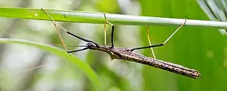 Pseudophasma bispinosum