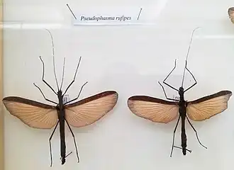 Pseudophasma rufipes