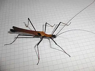 Pseudophasma scabriusculum