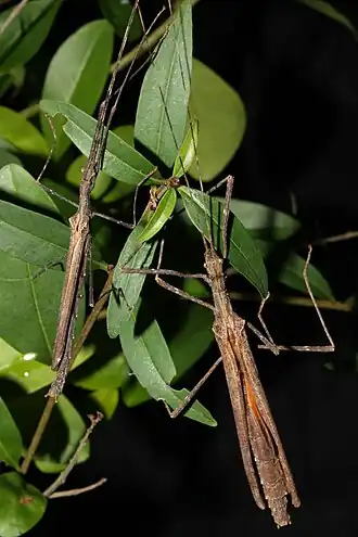 Pseudophasma velutinum