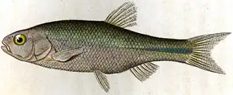 Pelasgus stymphalicus