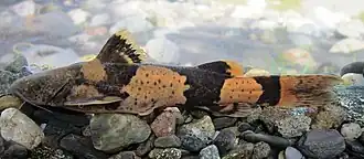 Pseudopimelodus bufonius