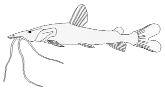 Pseudoplatystoma corruscans