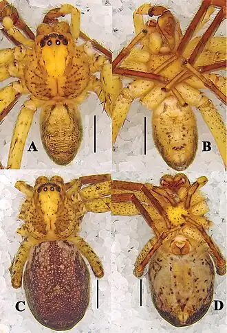 Pseudopoda yunnanensis
