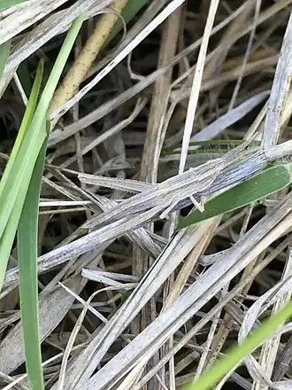 Pseudopomala brachyptera
