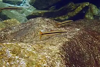 Pseudopungtungia tenuicorpus