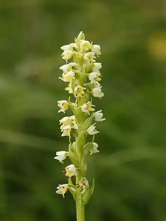 Witte muggenorchis