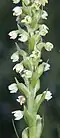 Witte muggenorchis (Pseudorchis albida)