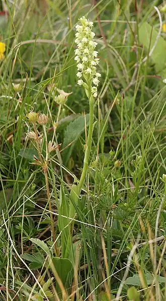 Witte muggenorchis
