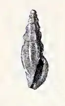 Pseudorhaphitoma agna