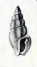 Pseudorhaphitoma averina