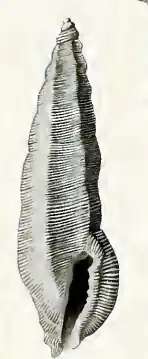 Pseudorhaphitoma axicula