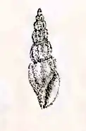 Pseudorhaphitoma brionae