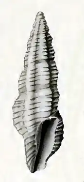 Pseudorhaphitoma darnleyi