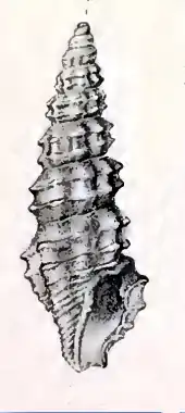 Pseudorhaphitoma ditylota