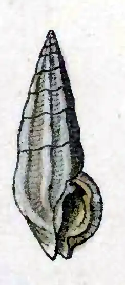 Pseudorhaphitoma hexagonalis