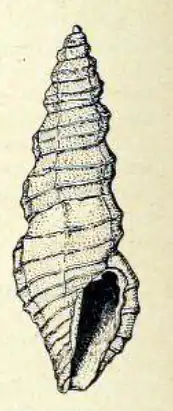 Pseudorhaphitoma iodolabiata