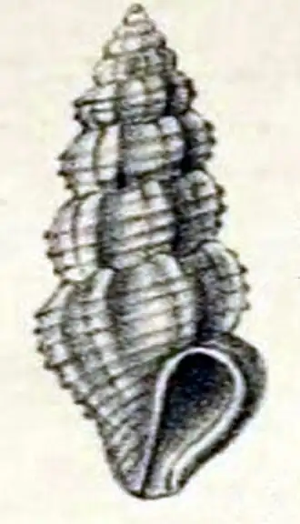 Pseudorhaphitoma perlonga