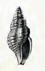 Pseudorhaphitoma phaea