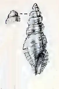 Pseudorhaphitoma scitula