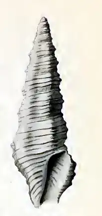 Pseudorhaphitoma styracina