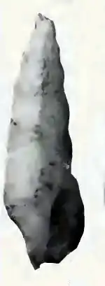 Pseudorhaphitoma tetragona