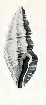 Pseudorhaphitoma transitans