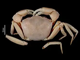 Pseudorhombila guinotae