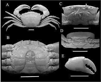 Pseudorhombila quadridentata