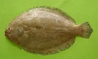 Pseudorhombus arsius