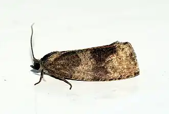 Grote populierenbladroller