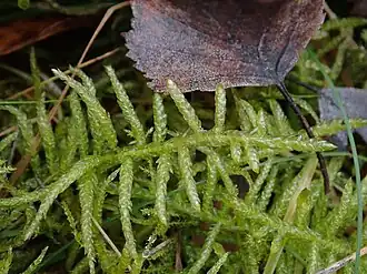 groot laddermos, opvallende vertakking