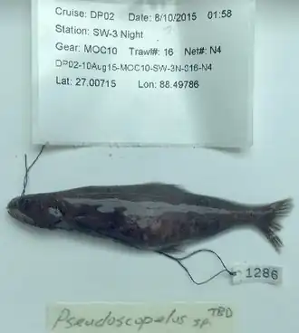 Pseudoscopelus scutatus