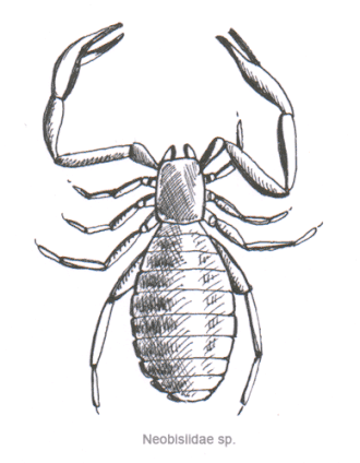Neobisiidae