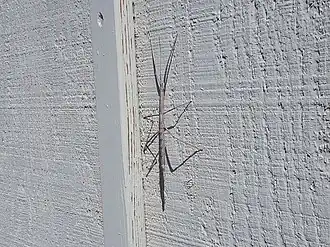 Pseudosermyle catalinae