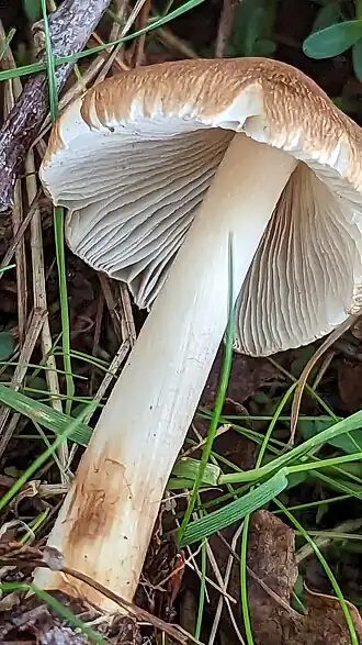 Spitse spleetvezelkop