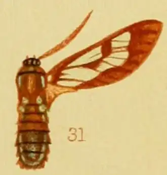 Pseudosphenoptera nephelophora