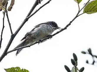 Geeloogpseudospingus