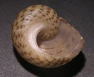 Pseudostomatella martini