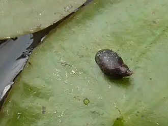 Pseudosuccinea columella