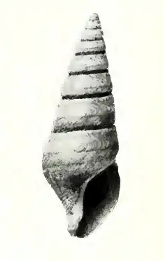 Pseudotaranis hyperia