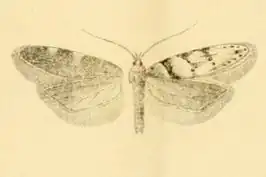 Pseudotelphusa istrella