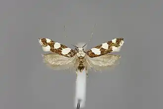 Pseudotelphusa tessella