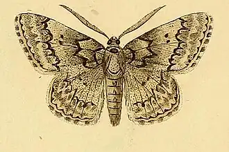 Pseudoterpna corsicaria