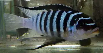 Pseudotropheus fainzilberi