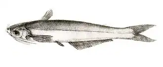 Eutropiichthys murius