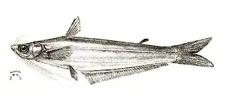 Proeutropiichthys