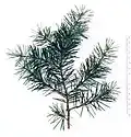 Twijg van Pseudotsuga menziesii var. menziesii