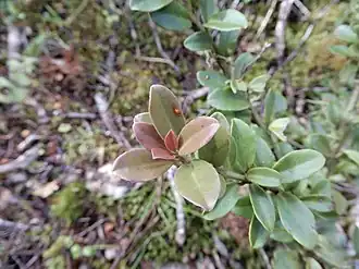 Pseudowintera traversii